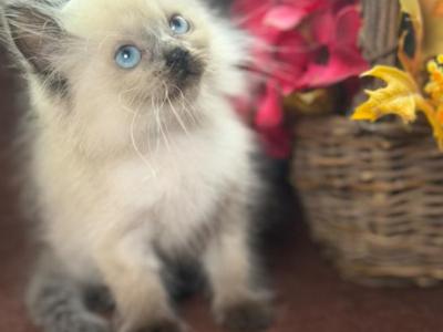 Purebred Ragdoll - Ragdoll - Gallery Photo #1