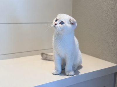 Scottish Male - Scottish Fold - Gallery Photo #1