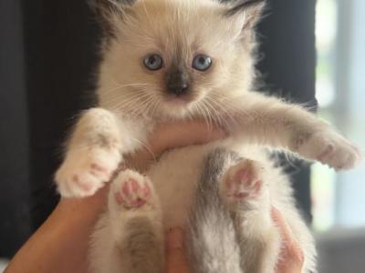Tonks Litter - Ragdoll - Gallery Photo #1