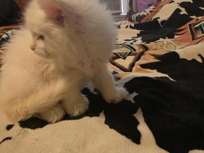 Larry - Maine Coon - Gallery Photo #1