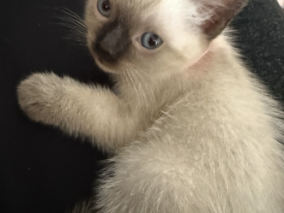 Sky - Siamese - Gallery Photo #1