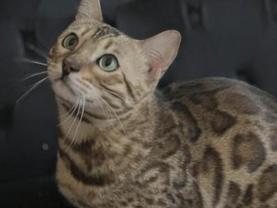 Cat Boy - Bengal - Gallery Photo #1