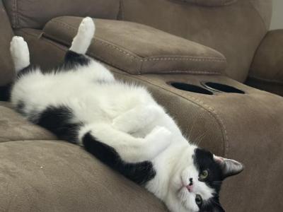 Milo - Domestic - Gallery Photo #1