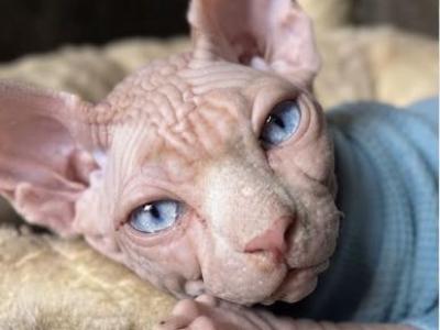 Sand - Sphynx - Gallery Photo #1