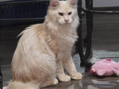 HOPPER - Maine Coon - Gallery Photo #1