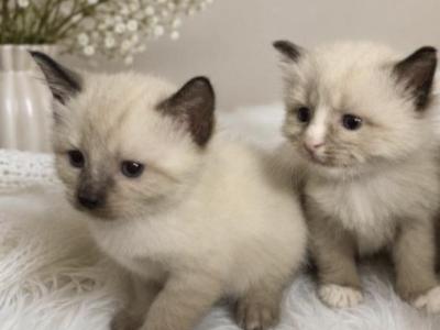 Kittens Litter 1 Boy And Girl - Ragdoll - Gallery Photo #1