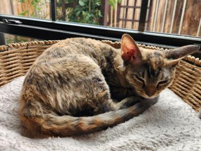 Dahlia - Devon Rex - Gallery Photo #1