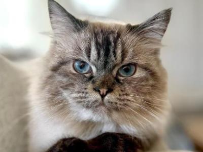 Teddy - Himalayan - Gallery Photo #1