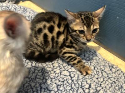 Bengals Snow - Bengal - Gallery Photo #1