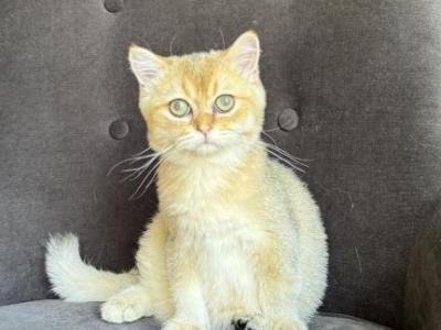 Golden British Shorthair Male Kitten - British Shorthair - Gallery Photo #1