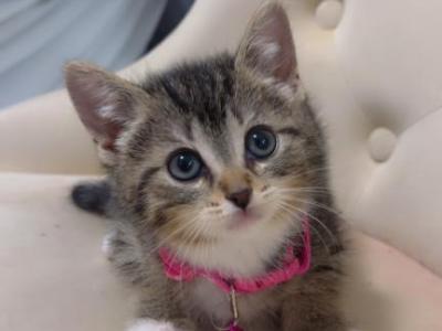 2 Kittens Available - American Shorthair - Gallery Photo #1