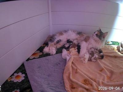 Apollo Bleu X Calypso - Maine Coon - Gallery Photo #1