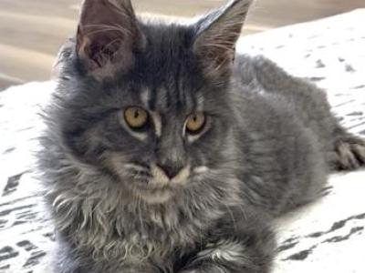 Blanka Polydactyl - Maine Coon - Gallery Photo #1