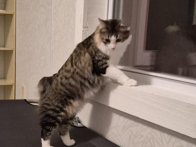 Mickie - Ragdoll - Gallery Photo #1