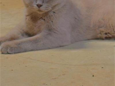 Bella - British Shorthair - Gallery Photo #1