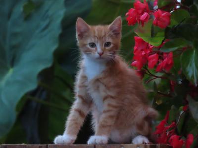 Jacoby - Domestic - Gallery Photo #1
