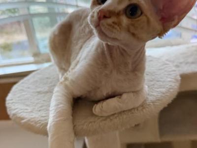 Cheese - Devon Rex - Gallery Photo #1