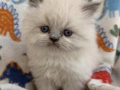 Himalayan - Himalayan - Gallery Photo #1