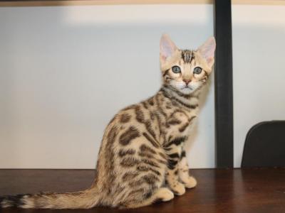 Chandra - Bengal - Gallery Photo #1