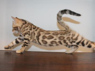 Chandra - Bengal - Gallery Photo #1