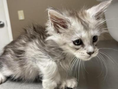 High Silver Polydactyl - Maine Coon - Gallery Photo #1
