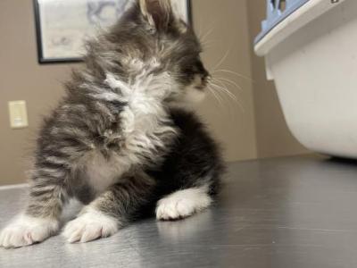 John Henry - Maine Coon - Gallery Photo #1