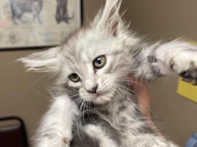 Marika - Maine Coon - Gallery Photo #1