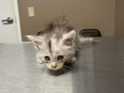 Silver Tortie - Maine Coon - Gallery Photo #1
