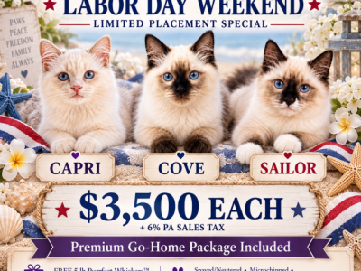 Labor Day Sale Sailor Seal Male With A Blaze - Ragdoll - Gallery Photo #1