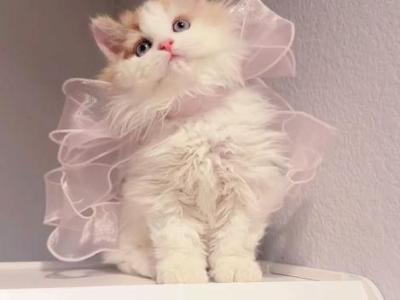Cosmo - Selkirk Rex - Gallery Photo #1