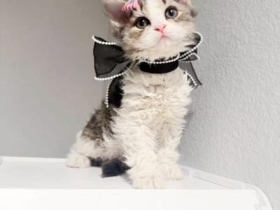 Mia - Selkirk Rex - Gallery Photo #1