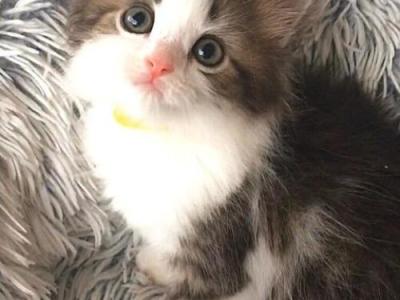 Beautiful Scottish Kilt Kittens - Scottish Straight - Gallery Photo #1