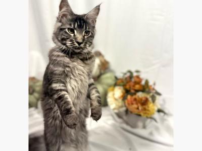 Cosmos - Maine Coon - Gallery Photo #1