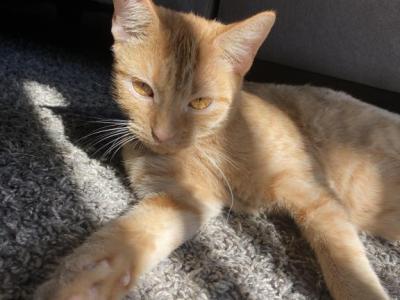 Olive - Domestic - Gallery Photo #1