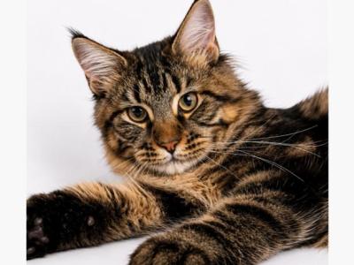 Koa - Maine Coon - Gallery Photo #1