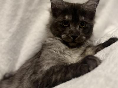 Ophelia - Maine Coon - Gallery Photo #1