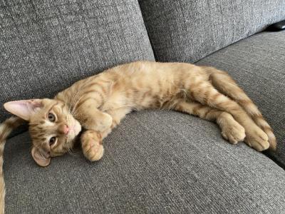 Teddy - Domestic - Gallery Photo #1