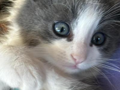 Blueboy - Persian - Gallery Photo #1