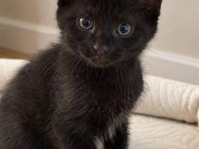 Romeo - Domestic - Gallery Photo #1
