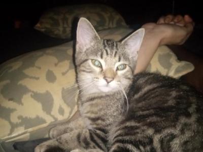 Tabby Two - Domestic - Gallery Photo #1