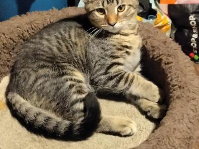 Tabby One - Domestic - Gallery Photo #1