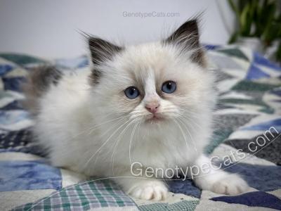 Morag - Ragdoll - Gallery Photo #1