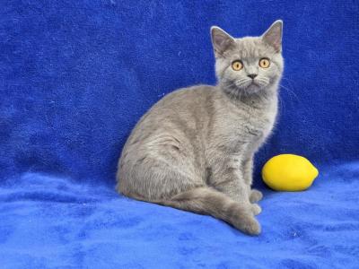 Lemon - British Shorthair - Gallery Photo #1
