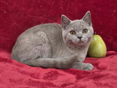 Pear - British Shorthair - Gallery Photo #1