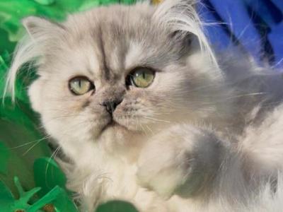 Bbeautiful Silver Shaded Chinchilla Dollface Male - Persian - Gallery Photo #1