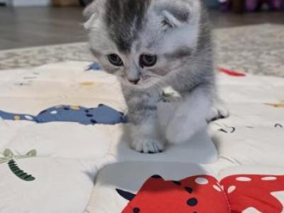 Rocky - Scottish Fold - Gallery Photo #1