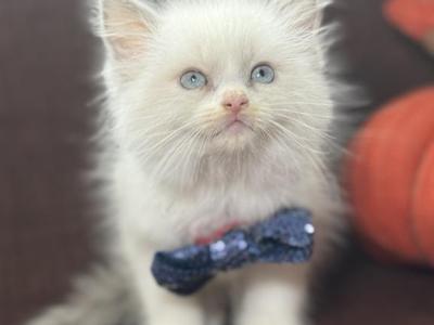 Male Floppy Cat Kitten Ragdoll - Ragdoll - Gallery Photo #1