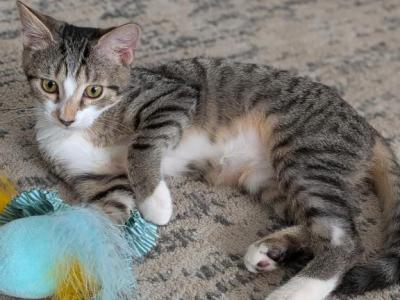 Sassafras AKA Sassy - Domestic - Gallery Photo #1