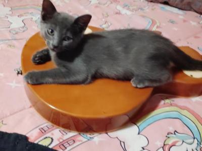 1kitten - Domestic - Gallery Photo #1
