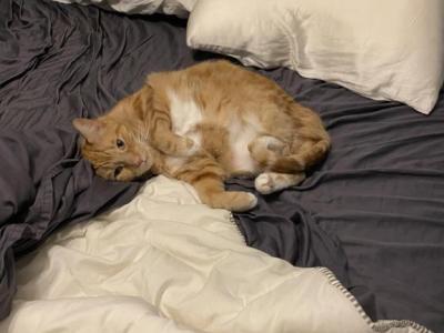 Tormund - Domestic - Gallery Photo #1